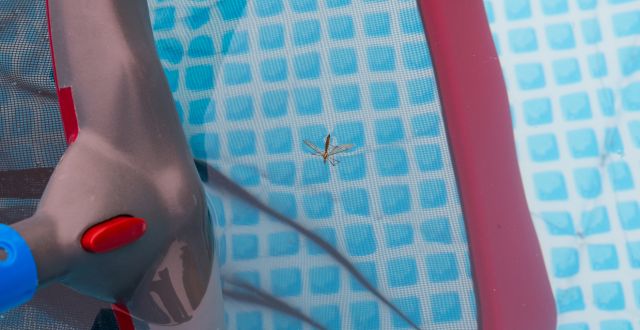 rimuovere insetti in piscina